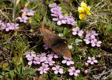 Dvrgperlemorsommerfugl, Clossiana improba improbula, (Brykner, 1920) Renvaktarstugan, Bihppas, Sapmi/Lappland, Sverige. d. 5 juli 2008. fotograf: Lars Andersen