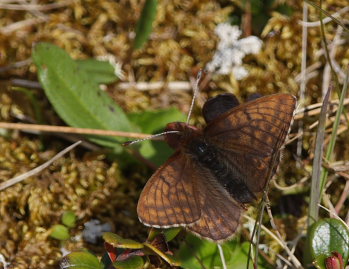 Dvrgperlemorsommerfugl, Clossiana improba improbula, (Brykner, 1920) Renvaktarstugan, Bihppas, Sapmi/Lappland, Sverige. d. 5 juli 2008. fotograf: Lars Andersen