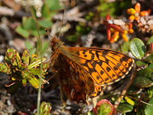 Moseperlemorsommerfugl, Boloria aquilonaris. Bihppas, Sapmi/Lappland, Sverige. d. 5 juli 2008. Fotograf: Lars Andersen