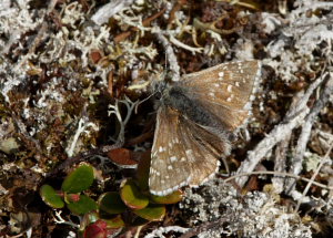 Fjeldbredpande, Pyrgus andromedae. Bihppas, Sapmi/Lappland, Sverige d. 5 juli 2008. fotograf: Lars Andersen