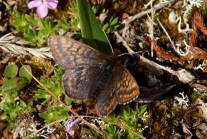 Dvrgperlemorsommerfugl, Clossiana improba improbula, (Brykner, 1920) 1000 m. nord for Rr 273A grnsesten, Renvaktarstugan, Bihppas, Sapmi/Lappland, Norge. d. 6 juli 2008. fotograf: Lars Andersen