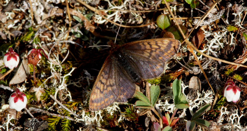 Dvrgperlemorsommerfugl, Clossiana improba improbula, (Brykner, 1920) 1000 m. nord for Rr 273A grnsesten, Renvaktarstugan, Bihppas, Sapmi/Lappland, Norge. d. 6 juli 2008. fotograf: Lars Andersen