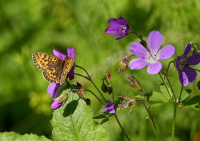 Bjergperlemorsommerfugl, Boloria thore. Djupviken, Lappland. d. 7 Juni 2008. Fotograf: Lars Andersen