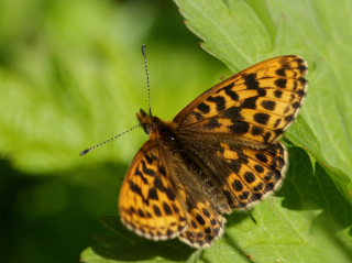 Thors Perlemorsommerfugl, Boloria thore. Djupviken, Lappland. d. 7 Juli 2008. Fotograf: Lars Andersen