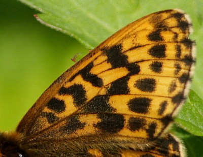 Bækperlemorsommerfugl, Boloria thore. Djupviken, Lappland. d. 7 Juli 2008. Fotograf: Lars Andersen