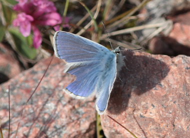 Puktörneblåvinge, Polyommatus icarus, ssp.: septentrionalis (Fuchs, 1900). Abisko, Lappland, Sverige d. 8 juli 2008. Fotograf: Lars Andersen