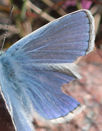 Puktrneblvinge, Polyommatus icarus, ssp.: septentrionalis (Fuchs, 1900). Abisko, Lappland, Sverige d. 8 juli 2008. Fotograf: Lars Andersen