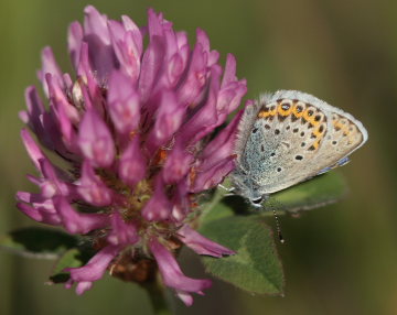  Hedblvinge, Plebejus idas lapponicus, (Gerhard,1853) han. Abisko, Torne Lappmark, Sverige. 8 juli 2008. Fotograf: Lars Andersen