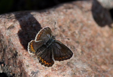  Hedblvinge, Plebejus idas lapponicus, (Gerhard,1853) hun. Abisko, Torne Lappmark, Sverige. 8 juli 2008. Fotograf: Lars Andersen