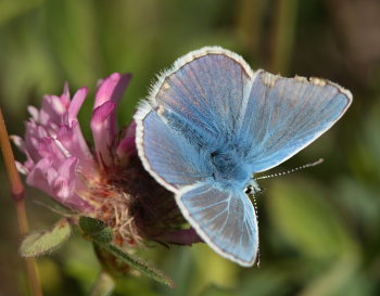 Puktörneblåvinge, Polyommatus icarus, ssp.: septentrionalis (Fuchs, 1900). Abisko, Lappland, Sverige d. 8 juli 2008. Fotograf: Lars Andersen