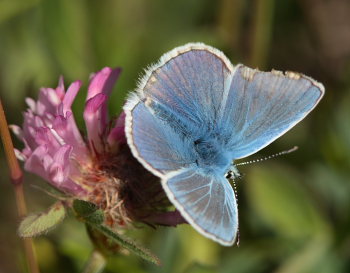 Puktrneblvinge, Polyommatus icarus, ssp.: septentrionalis (Fuchs, 1900). Abisko, Lappland, Sverige d. 8 juli 2008. Fotograf: Lars Andersen