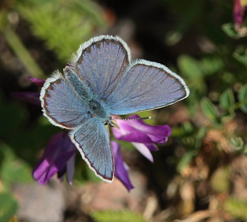  Hedblvinge, Plebejus idas lapponicus, (Gerhard,1853) han. Abisko, Torne Lappmark, Sverige. 8 juli 2008. Fotograf: Lars Andersen