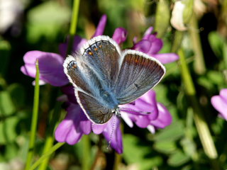 Puktörneblåvinge, Polyommatus icarus, ssp.: septentrionalis (Fuchs, 1900) hun på Fjeldastragel. Abisko, Lappland, Sverige d. 8 juli 2008. Fotograf: Lars Andersen