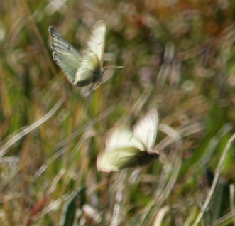 Fjeldhsommerfugl, Colias werdandi. Nuojla, Abisko d. 8 Juli 2008. Fotograf: Lars Andersen