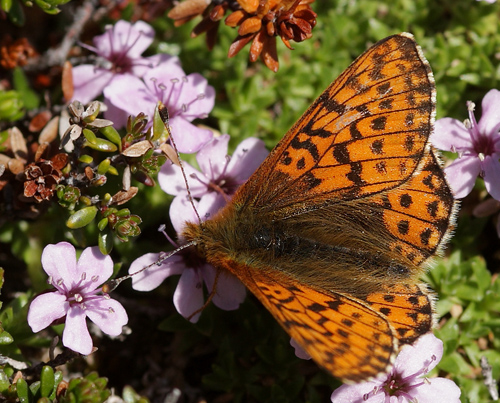 Fjeldperlemorsommerfugl, Boloria napaea (Hoffmannsegg,1804). Gohpascorru, Sapmi/Lappland, Sverige. d. 9 juli 2008. fotograf: Lars Andersen