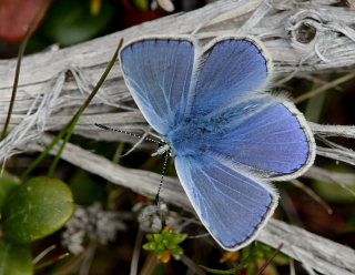 Puktörneblåvinge, Polyommatus icarus, ssp.: septentrionalis (Fuchs, 1900). Abisko, Lappland, Sverige d. 10 juli 2008. Fotograf: Lars Andersen