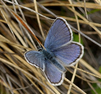  Hedblvinge, Plebejus idas lapponicus, (Gerhard,1853) han. Abisko, Torne Lappmark, Sverige. 10 juli 2008. Fotograf: Lars Andersen