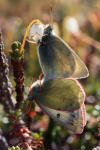 Fjeldhsommerfugl, Colias werdandi. Lapporten, Abisko d. 28 Juni 2008. Fotograf: Lars Andersen