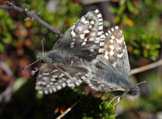 Multebr-bredpande, Pyrgus centaureae. Paddu, Abisko d. 29 Juni 2008. Fotograf: Lars Andersen