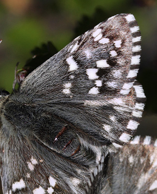 Multebr-bredpande, Pyrgus centaureae hun. Paddu, Abisko d. 29 Juni 2008. Fotograf: Lars Andersen