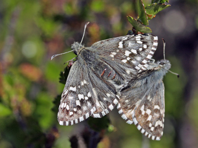 Multebr-bredpande, Pyrgus centaureae. Paddu, Abisko d. 29 Juni 2008. Fotograf: Lars Andersen