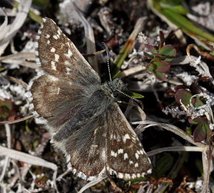 Fjeldbredpande, Pyrgus andromedae. Bihppas, Sapmi/Lappland, Sverige d. 2 juli 2008. fotograf: Lars Andersen