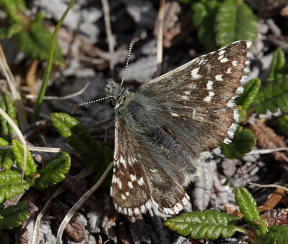 Fjeldbredpande, Pyrgus andromedae. Bihppas, Sapmi/Lappland, Sverige d. 2 juli 2008. fotograf: Lars Andersen