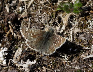 Fjeldbredpande, Pyrgus andromedae. Bihppas, Sapmi/Lappland, Sverige d. 2 juli 2008. fotograf: Lars Andersen