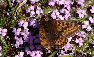 Polarperlemorsommerfugl, Boloria polaris. Bihppas, Sapmi/Lappland, Sverige. d. 3 juli 2008. fotograf: Lars Andersen