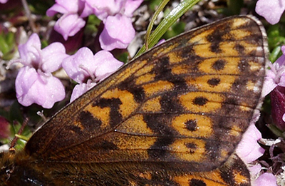 Polarperlemorsommerfugl, Boloria polaris. Bihppas, Sapmi/Lappland, Sverige. d. 3 juli 2008. fotograf: Lars Andersen