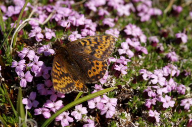 Polarperlemorsommerfugl, Boloria polaris. Bihppas, Sapmi/Lappland, Sverige. d. 3 juli 2008. fotograf: Lars Andersen