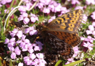 Polarperlemorsommerfugl, Boloria polaris. Bihppas, Sapmi/Lappland, Sverige. d. 3 juli 2008. fotograf: Lars Andersen