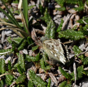 Fjeldbredpande, Pyrgus andromedae hun ved at  lgge g p Fjeldsimmer, Dryas octopetala. Bihppas, Sapmi/Lappland, Sverige d. 3 juli 2008. fotograf: Lars Andersen