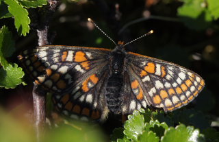 Polarpletvinge, Hypodryas iduna hun. Gurttejohka / Lullehacorru Rr 272A, Jukkasjrvi. Tornetrask nordbred, Sverige 4 juli 2008. Fotograf: Lars Andersen