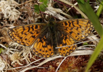 Prydlig prlemorfjril, Boloria euphrosyne ssp.: septentrionalis (Nordstrm, 1933). Djupviken, 680 m.h. Tornetrsk, Lappland, Sverige d. 7 juli 2008. Fotograf: Lars Andersen