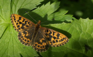 Thors Perlemorsommerfugl, Boloria thore. Djupviken, Lappland. d. 7 Juli 2008. Fotograf: Lars Andersen