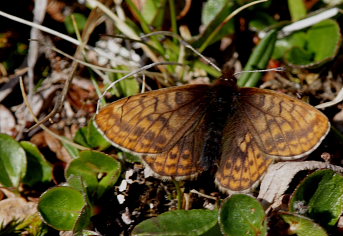 Dvrgperlemorsommerfugl, Clossiana improba improbula, (Brykner, 1920). Gohpascorru, Sapmi/Lappland, Sverige. d. 9 juli 2008. fotograf: Lars Andersen