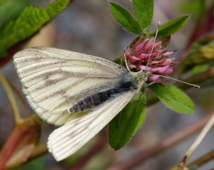 Grønåret kålsommerfugl, pieris napi hun ssp.: adalwinda. Abisko, Sapmi, Nordsverige d. 11 juli 2008. Fotograf: lars Andersen