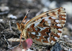 Frejas Perlemorsommerfugl, Boloria freija. Abisko, Sapmi/Lappland, Sverige. d. 2 juli 2008. Fotograf: Daniel Dolfe