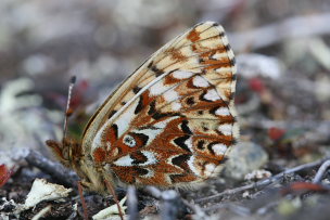 Frejas Perlemorsommerfugl, Boloria freija. Abisko, Sapmi/Lappland, Sverige. d. 2 juli 2008. Fotograf: Daniel Dolfe