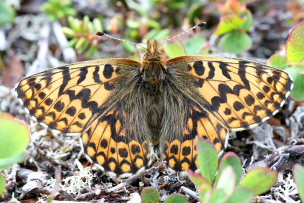 Frejas Perlemorsommerfugl, Boloria freija. Abisko, Sapmi/Lappland, Sverige. d. 2 juli 2008. Fotograf: Daniel Dolfe