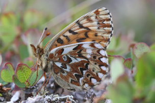 Frejas Perlemorsommerfugl, Boloria freija. Abisko, Sapmi/Lappland, Sverige. d. 2 juli 2008. Fotograf: Daniel Dolfe