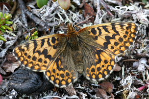 Frejas Perlemorsommerfugl, Boloria freija. Abisko, Sapmi/Lappland, Sverige. d. 2 juli 2008. Fotograf: Daniel Dolfe