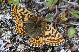 Frejas Perlemorsommerfugl, Boloria freija. Abisko, Sapmi/Lappland, Sverige. d. 2 juli 2008. Fotograf: Daniel Dolfe