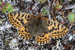 Frejas Perlemorsommerfugl, Boloria freija. Abisko, Sapmi/Lappland, Sverige. d. 2 juli 2008. Fotograf: Daniel Dolfe