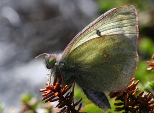 Fjeldhsommerfugl, Colias werdandi. Lapporten, Abisko d. 3 Juli 2008. Fotograf: Daniel Dolfe