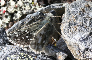 Fjeldbredpande, Pyrgus andromedae. Bihppas, Sapmi/Lappland, Sverige d. 5 juli 2008. fotograf: Daniel Dolfe