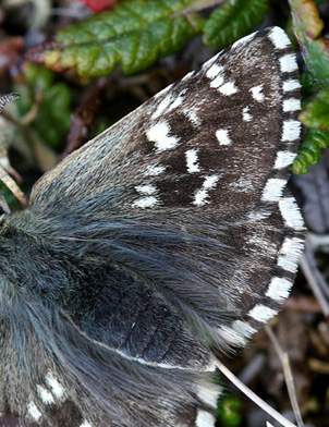 Fjeldbredpande, Pyrgus andromedae hun. Bihppas, Sapmi/Lappland, Sverige d. 6 juli 2008. fotograf: Daniel Dolfe