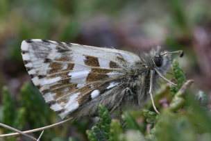 Fjeldbredpande, Pyrgus andromedae. Bihppas, Sapmi/Lappland, Sverige d. 6 juli 2008. fotograf: Daniel Dolfe