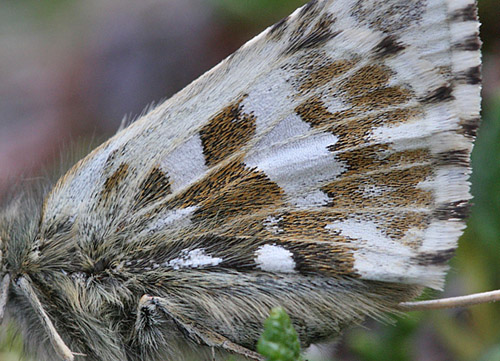 Fjeldbredpande, Pyrgus andromedae. Bihppas, Sapmi/Lappland, Sverige d. 6 juli 2008. fotograf: Daniel Dolfe